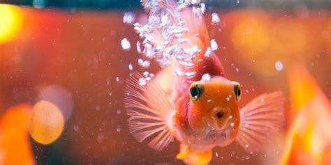 cute fish real|12 Cutest Fish to Consider Adding to Your Home .
